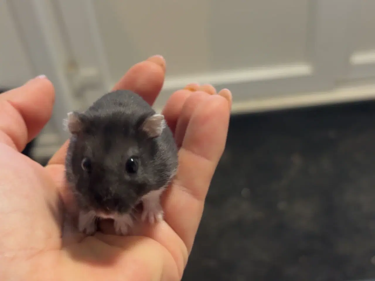 Billede 1 - Sød han hamster