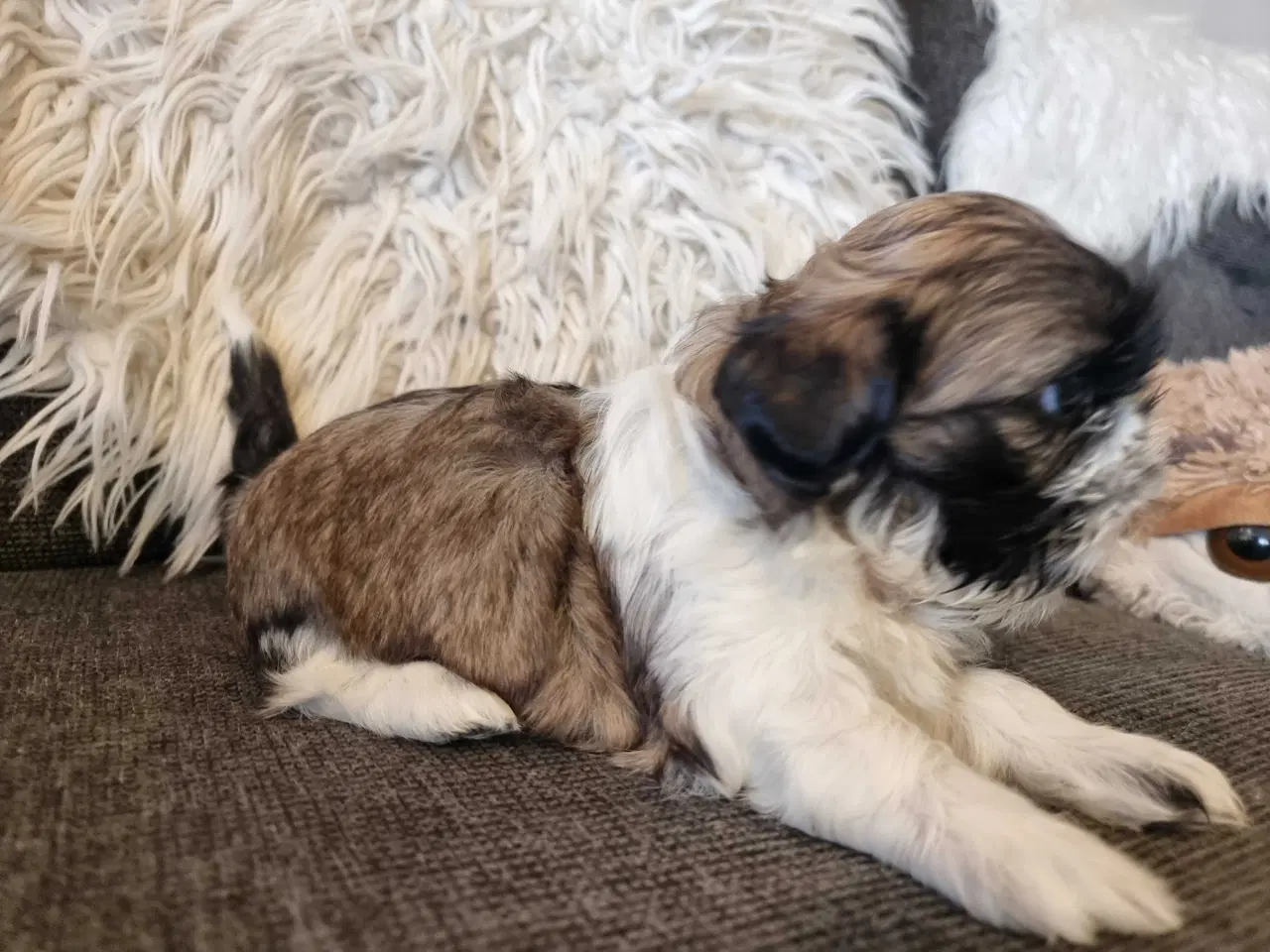 Billede 2 - Shih tzu hvalpe 