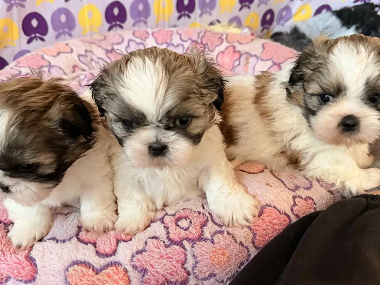 Billede 1 - Shih tzu hvalpe 5 uger med stamtavle