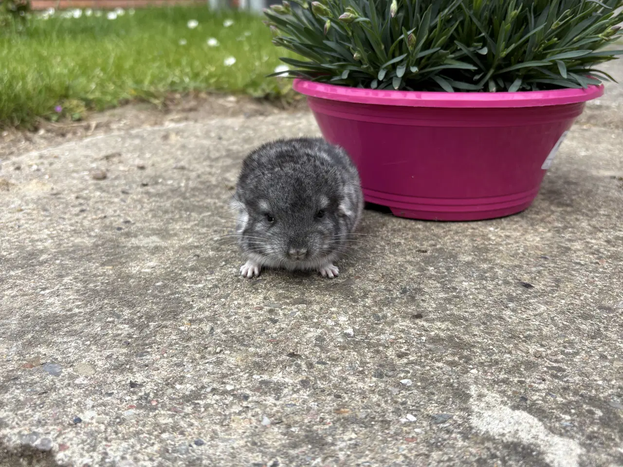 Billede 2 - HAN standard chinchilla 