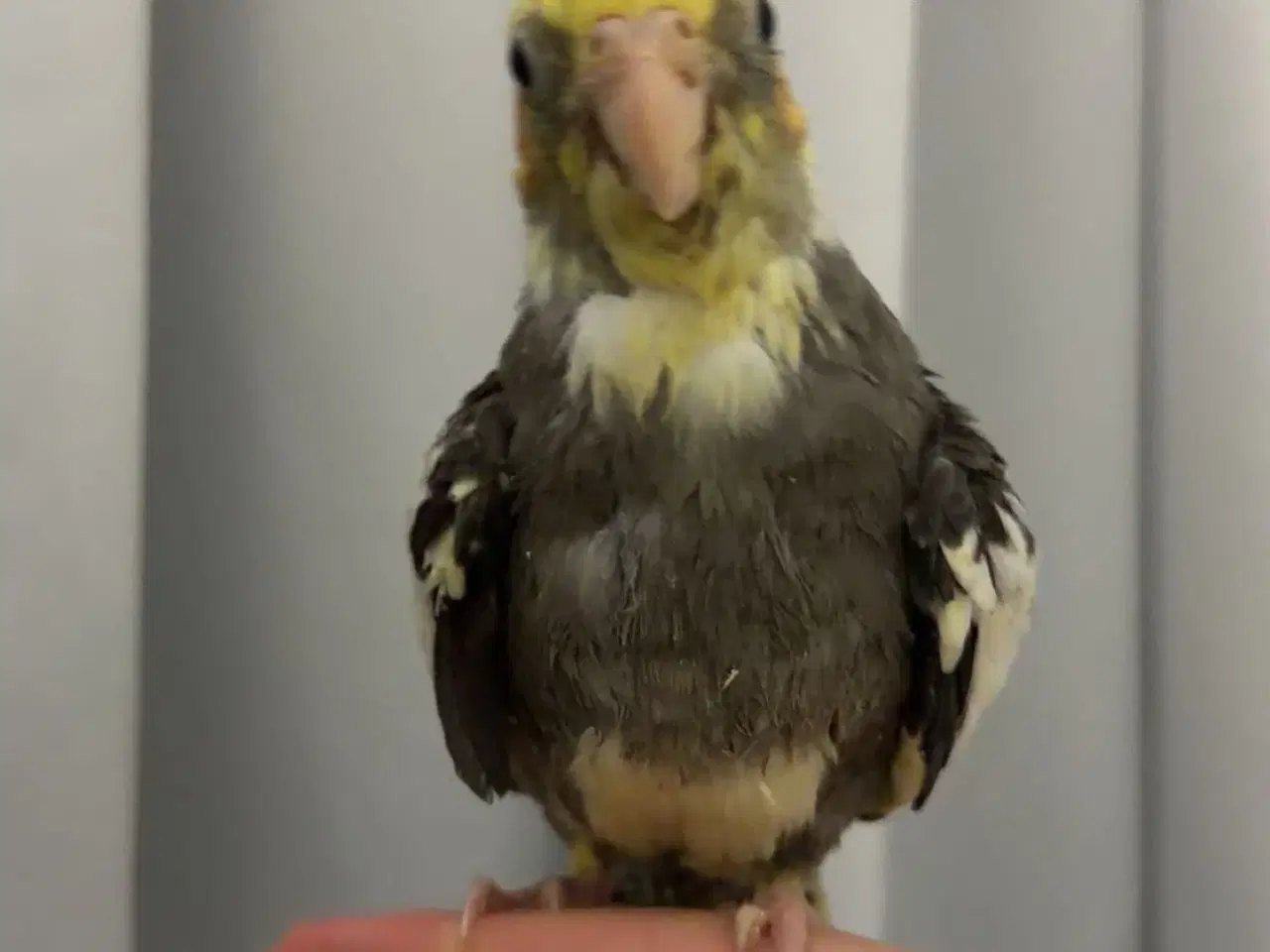 Billede 2 - 100% Tammr nymfeparakit unger