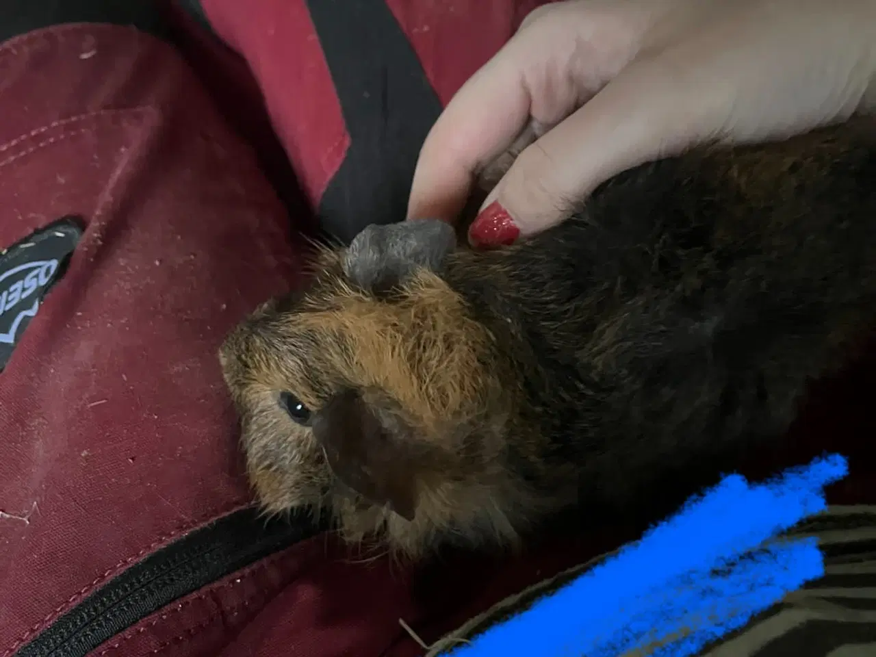 Billede 7 - Marsvin drenge unger og nesten voksne