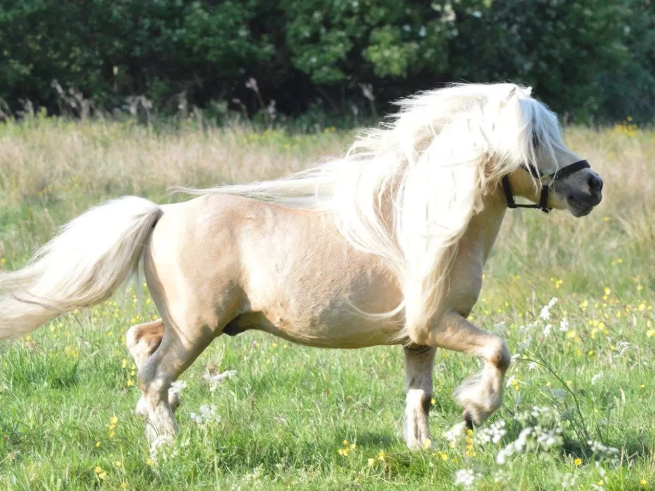 Billede 2 - Albert mini palomino 