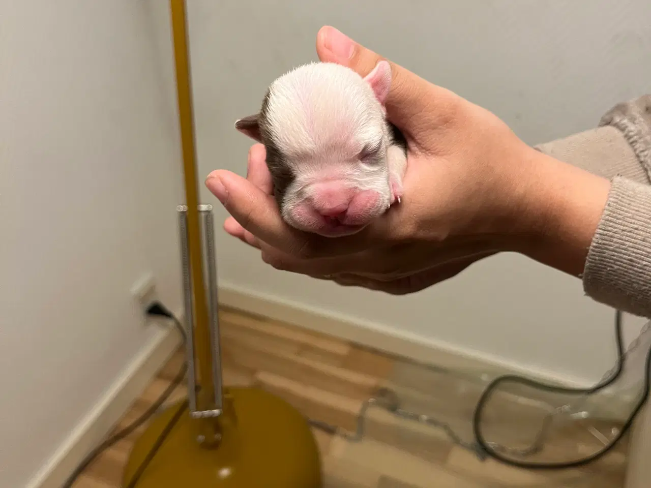 Billede 2 - Old English Bulldog