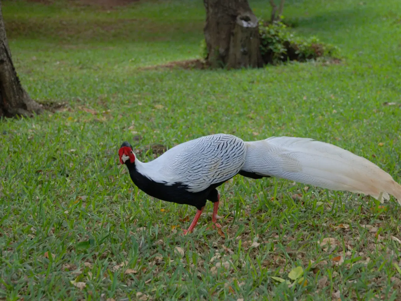 Billede 1 - Sølvfasan høne