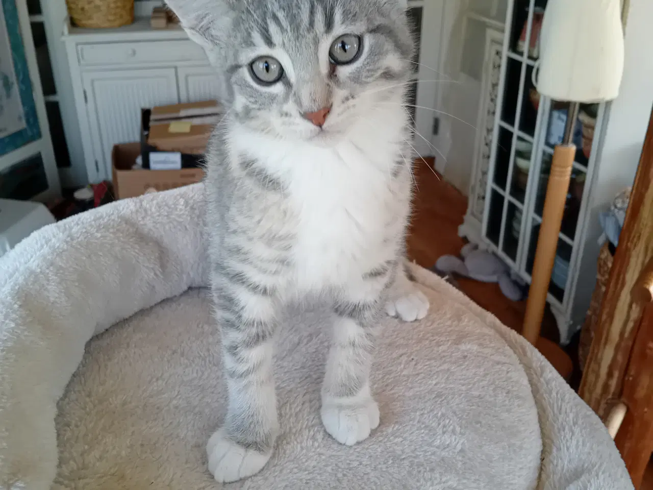Billede 12 - Maincoon blanding