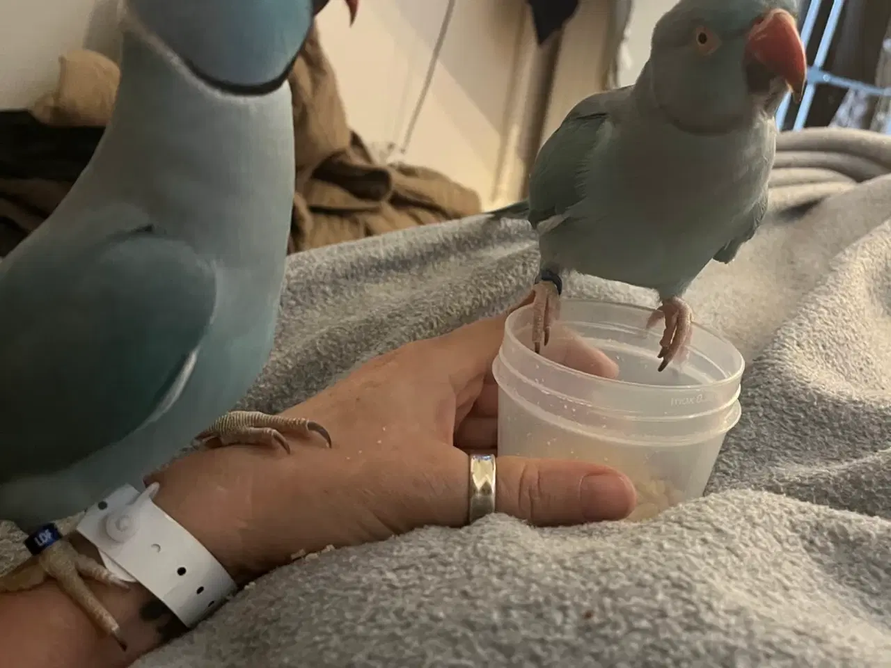 Billede 1 - Alexandra parakit