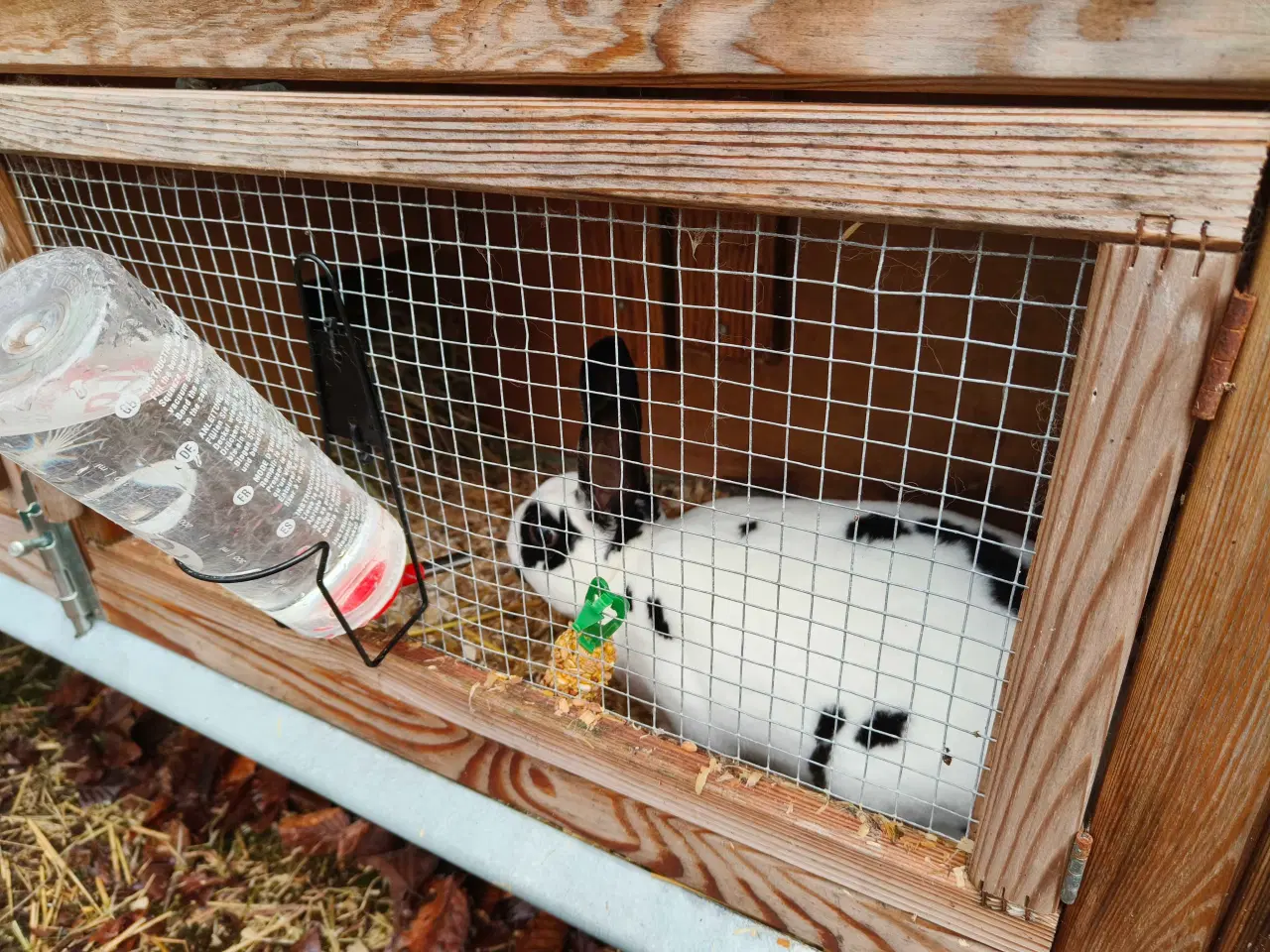 Billede 1 - Lille Rex, 7 måneder gammel 