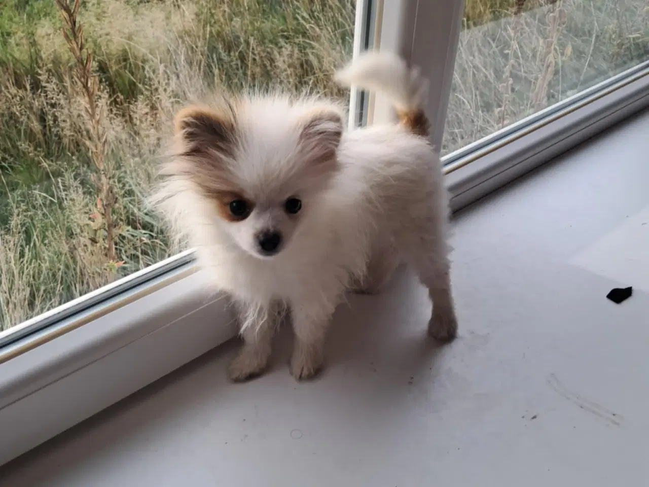 Billede 5 - Pommeranian hvalp 1 dreng til bage m stambog