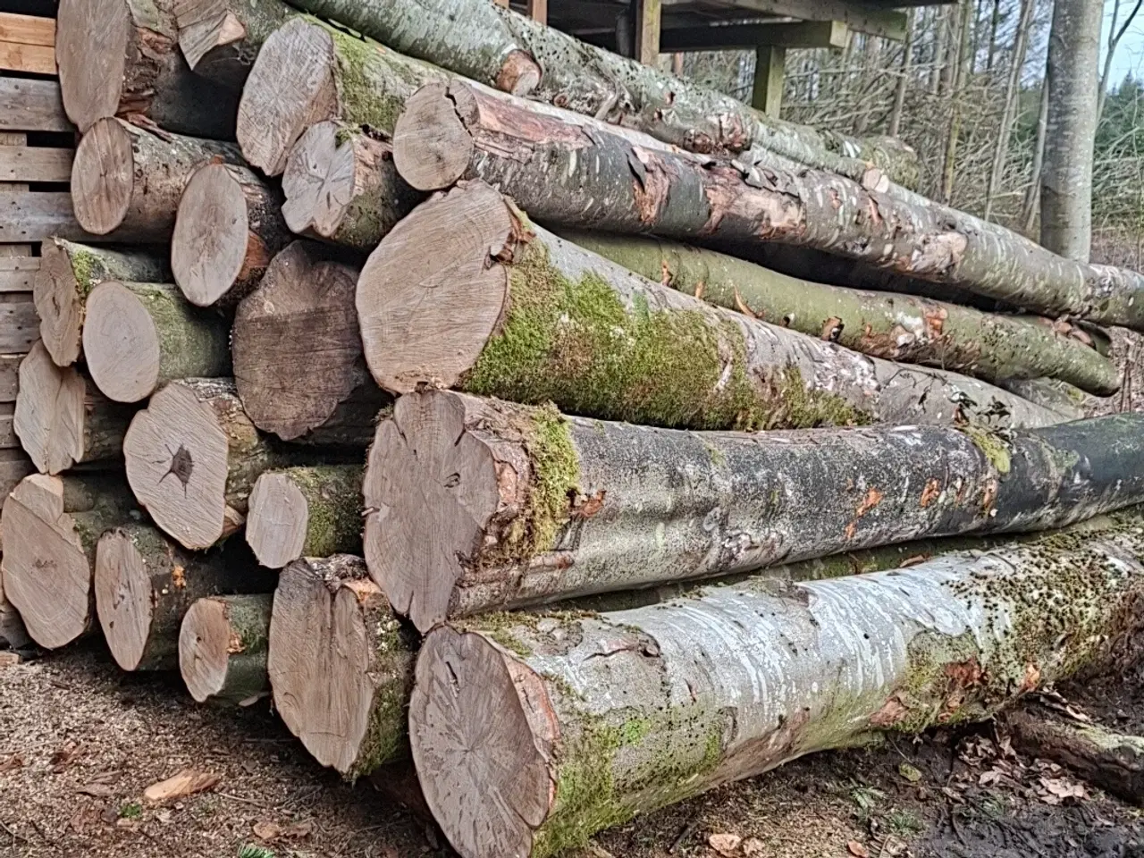 Billede 1 - Bøg kævler