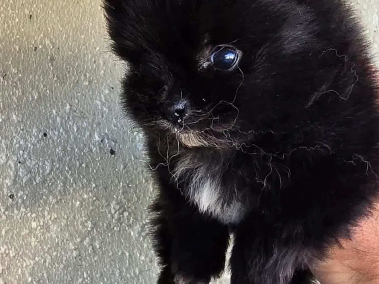 Billede 4 - Pomeranian 