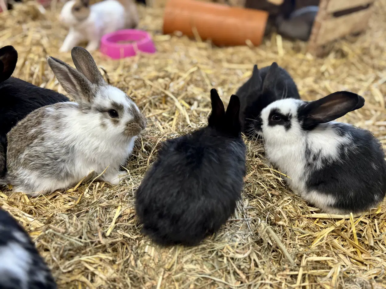 Billede 6 - 11 søde kaninunger af store racer