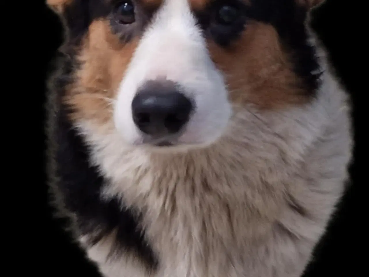 Billede 4 - Welsh corgi cardigan