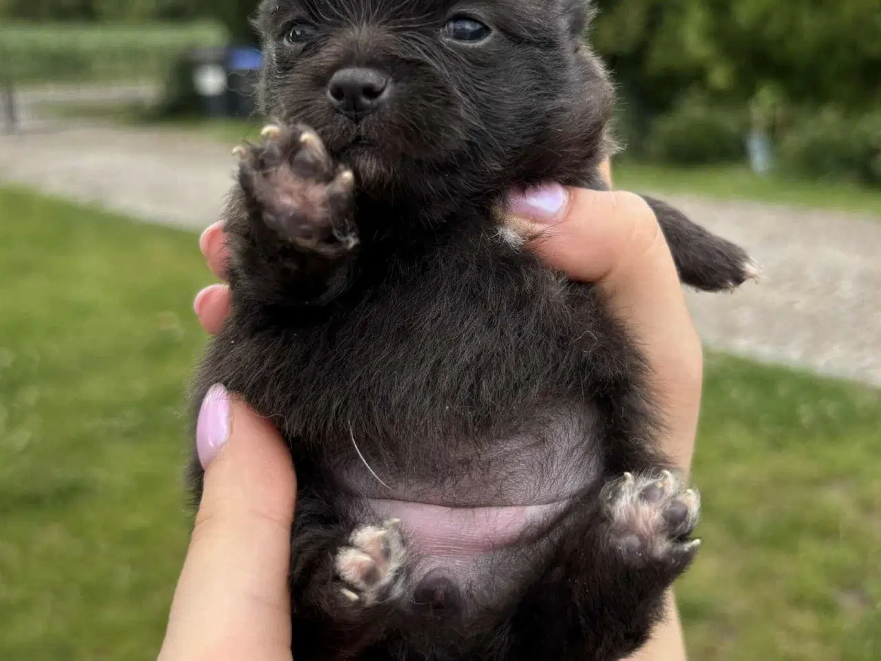 Billede 6 - Skønne Pomeranian-hvalpe