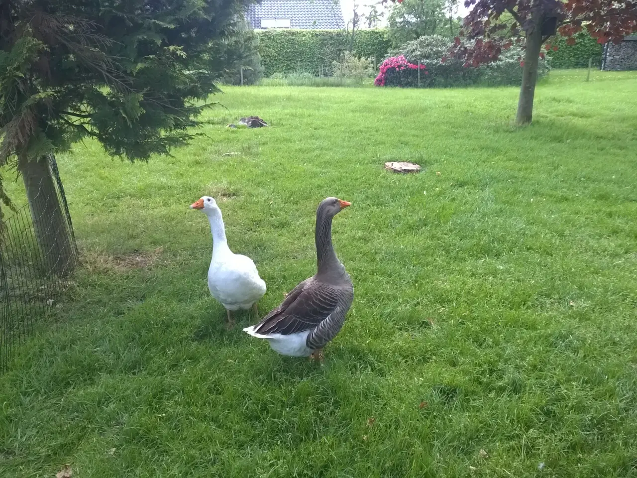 Billede 1 - Grå Gase fra maj 2025