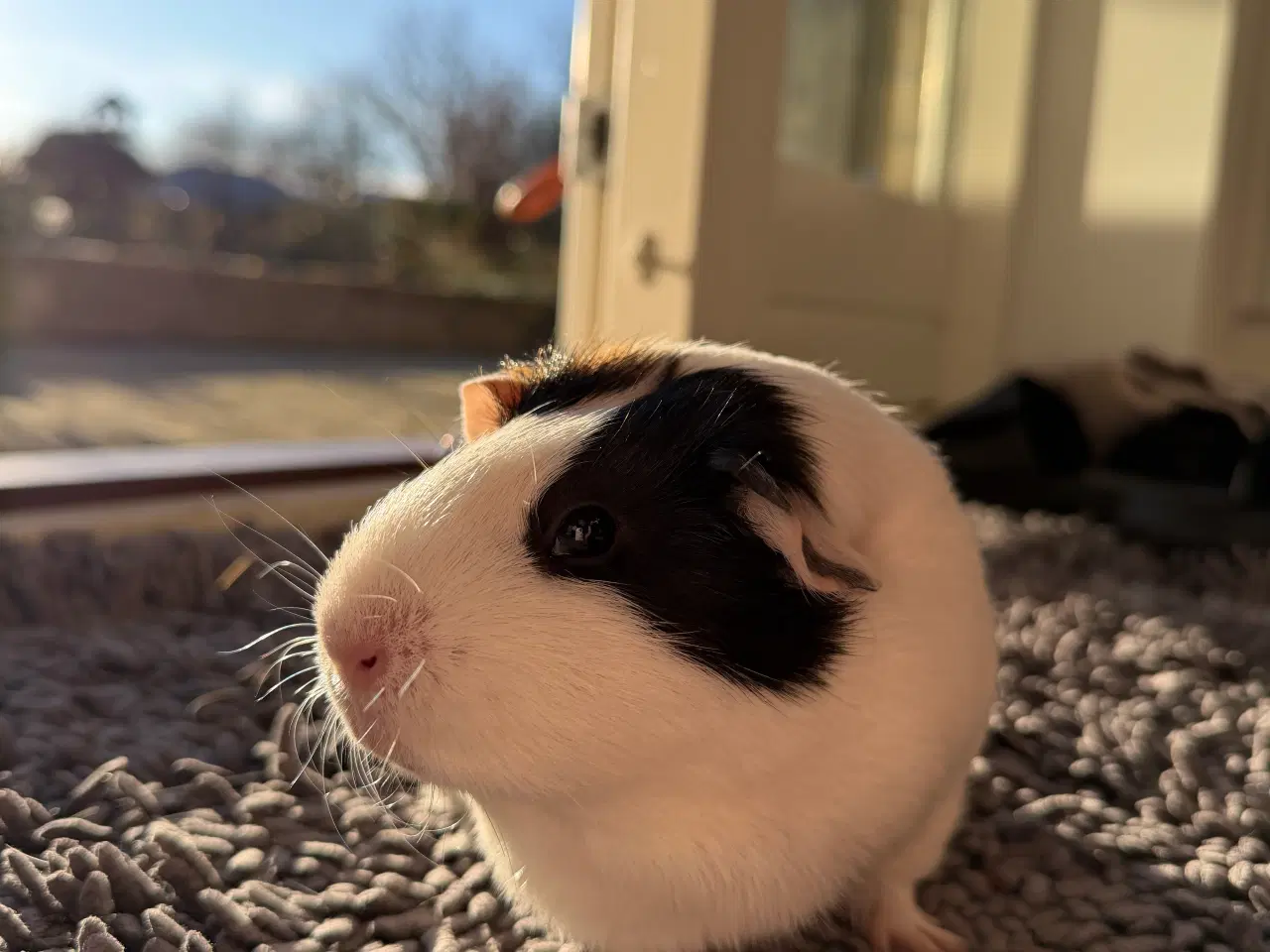 Billede 3 - Sød hun-marsvin søger nyt kærligt hjem