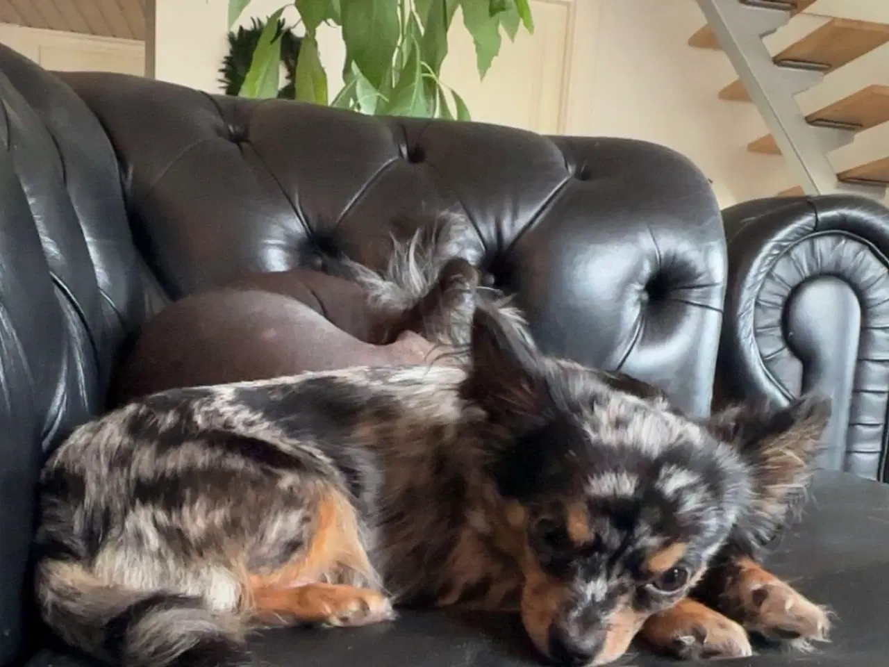 Billede 9 - Chihuahua