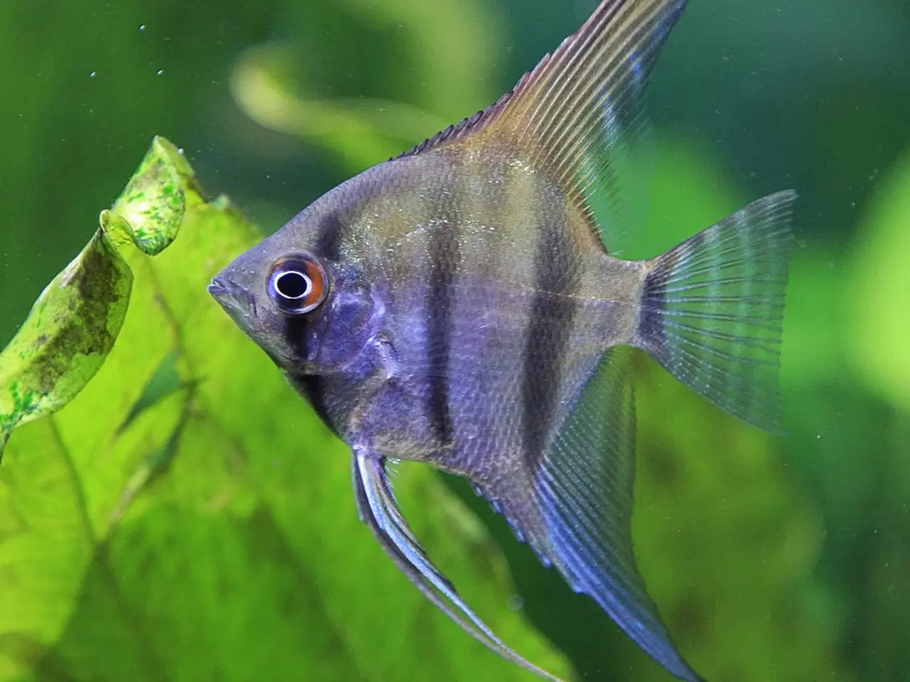 Billede 12 - Flotte akvariefisk