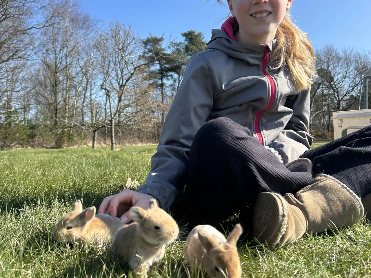 Billede 4 - Kælne dværgvædder 