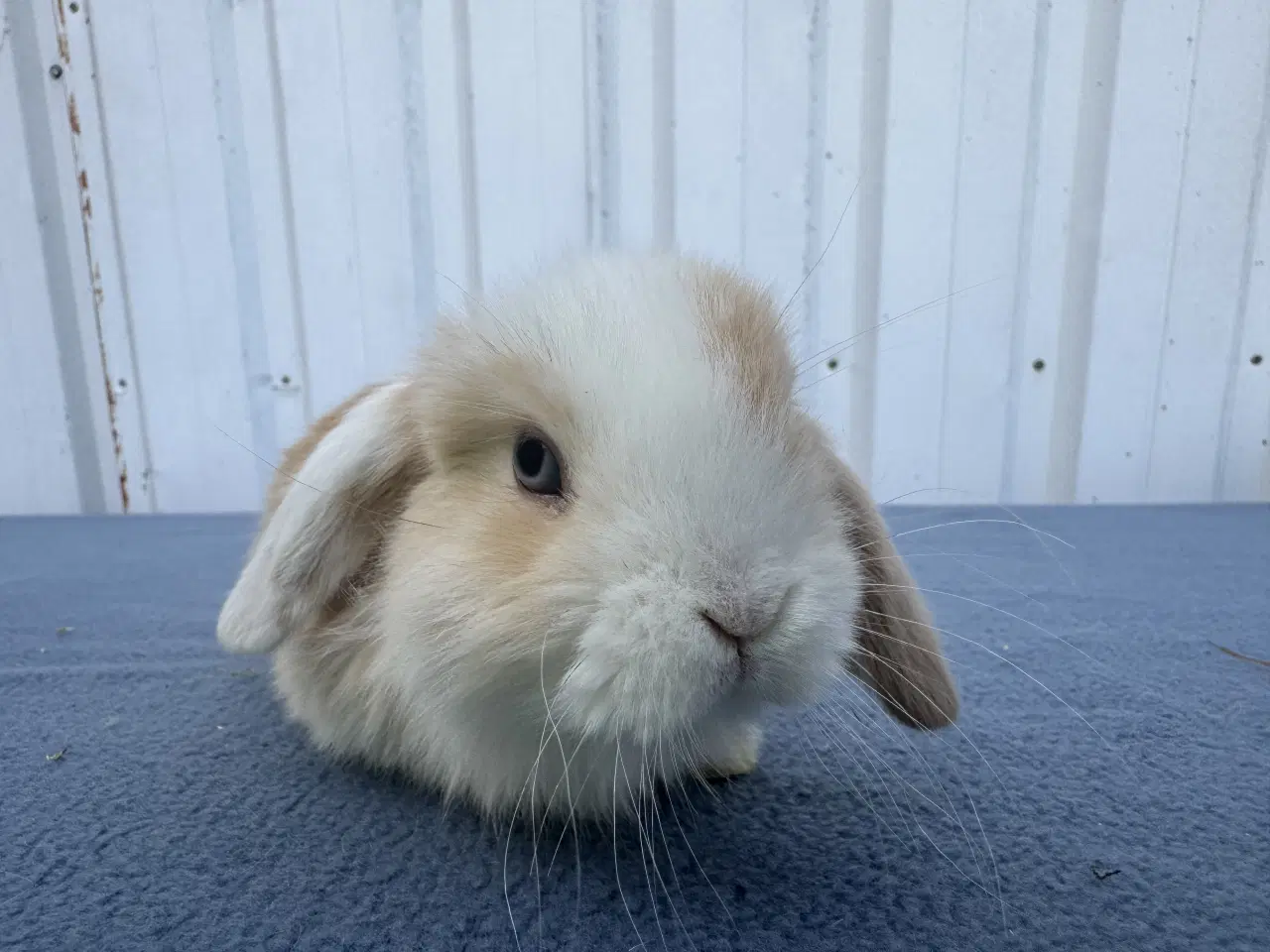 Billede 4 - Dværgvædder/Mini lop hankanin