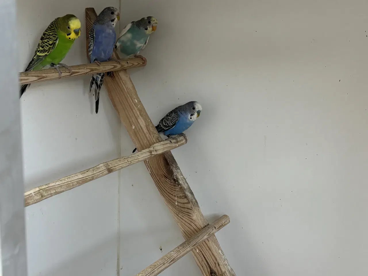 Billede 2 - Australske undulater