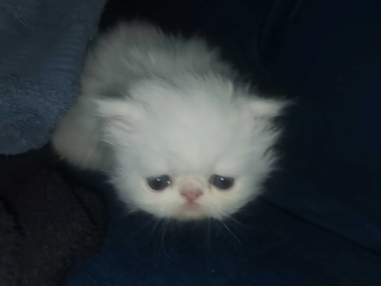 Billede 2 - Perser killinger 