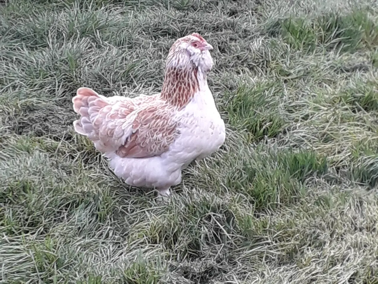 Billede 21 - RUGE ÆG 