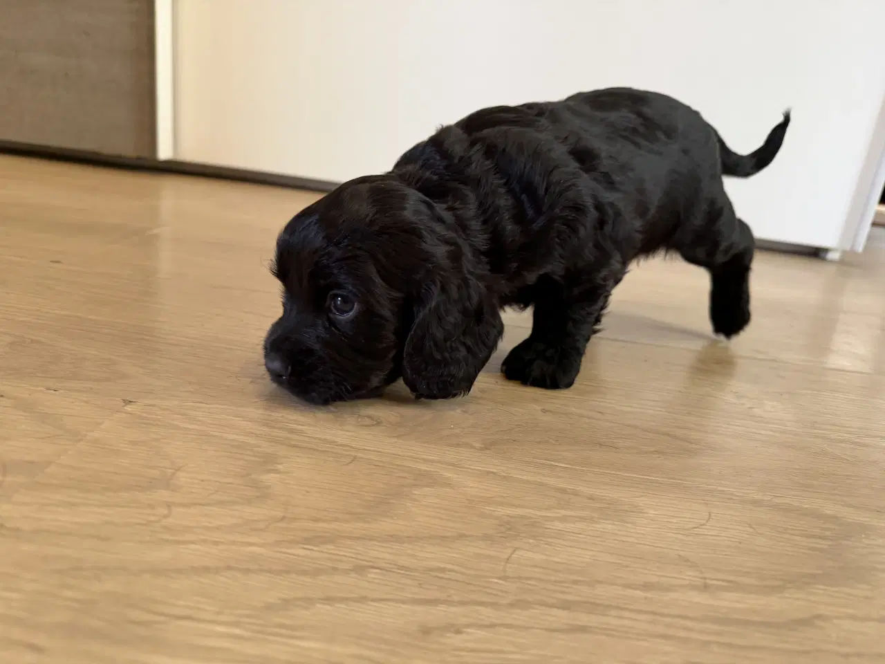 Billede 4 - Ft Cocker Spaniel 