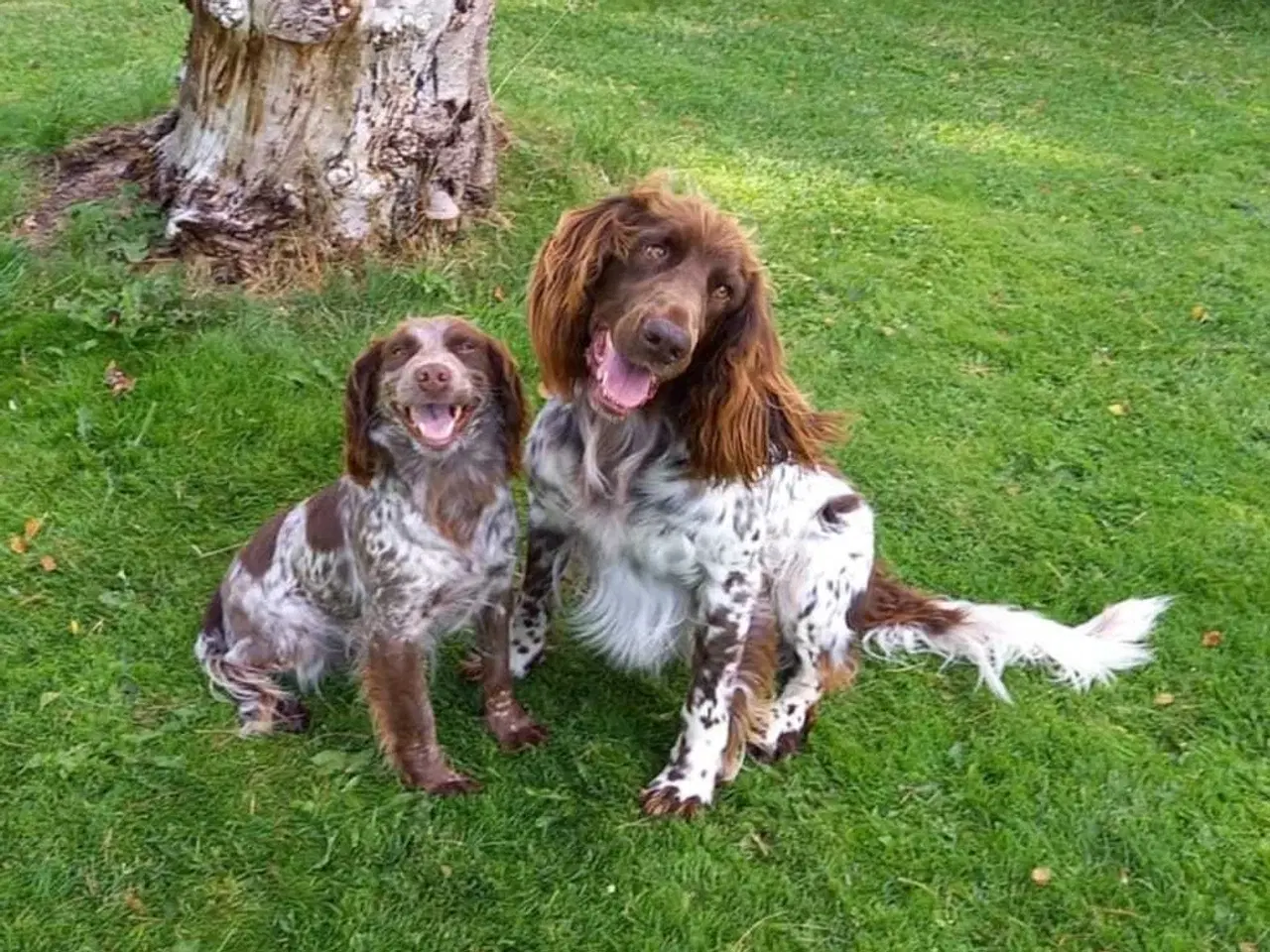Billede 6 - Sprocker og tysk langhåret 