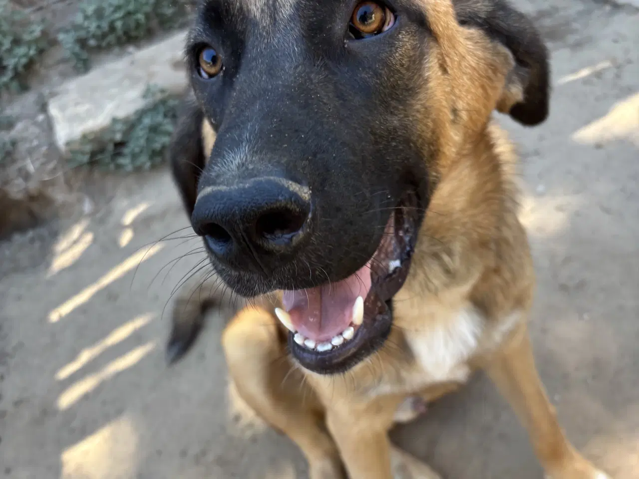 Billede 4 - Toby søger familie! 🤎