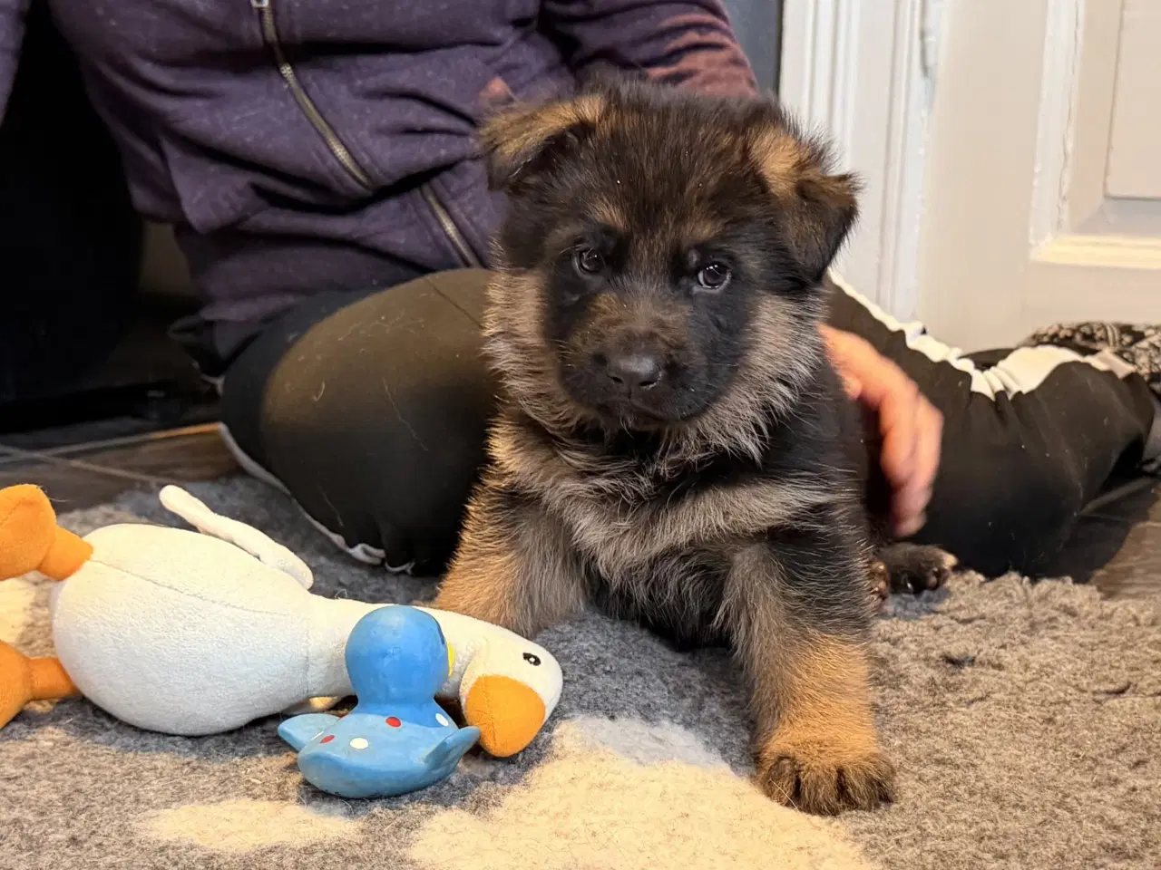 Billede 7 - Schæferhvalpe med stamtavle