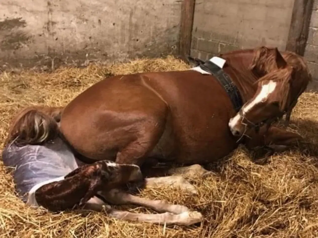 Billede 1 - Folealarm udlejes