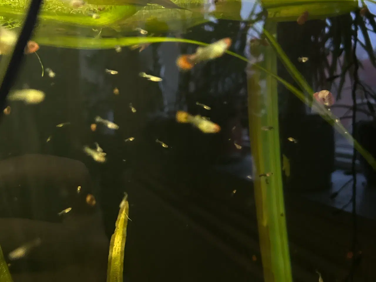 Billede 7 - ❤️🐟 Rednose Dumbo Guppy – Smuk Kontrast (unger)