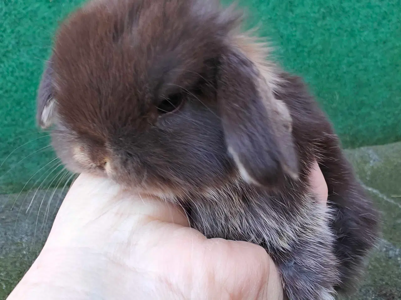 Billede 5 - Minilop hununge