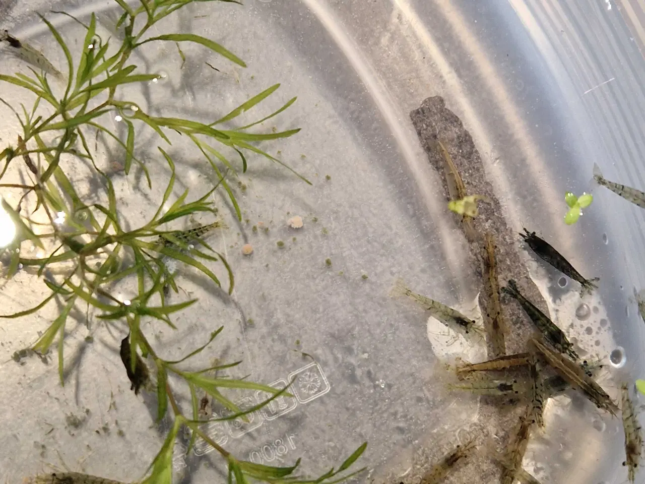 Billede 2 - Rejemix 10stk 50kr