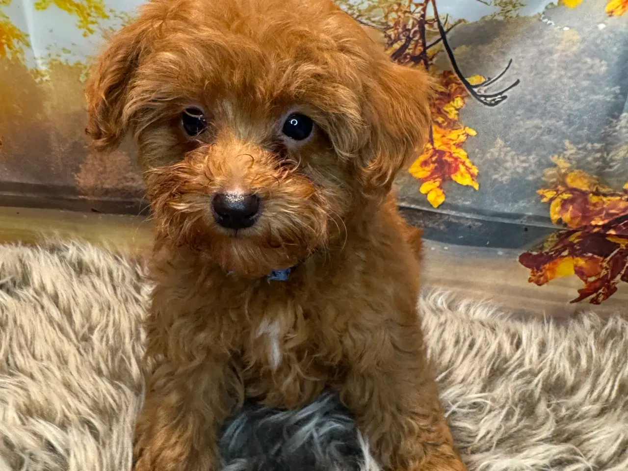 Billede 8 - Maltipoo i efterårs  ?