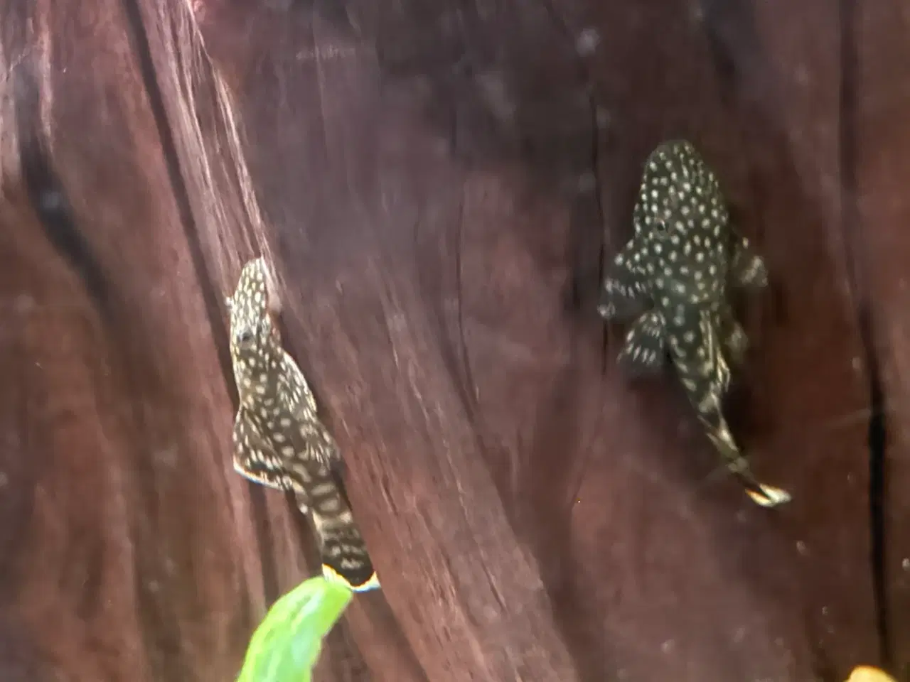 Billede 1 - Livlige ancistrus maller