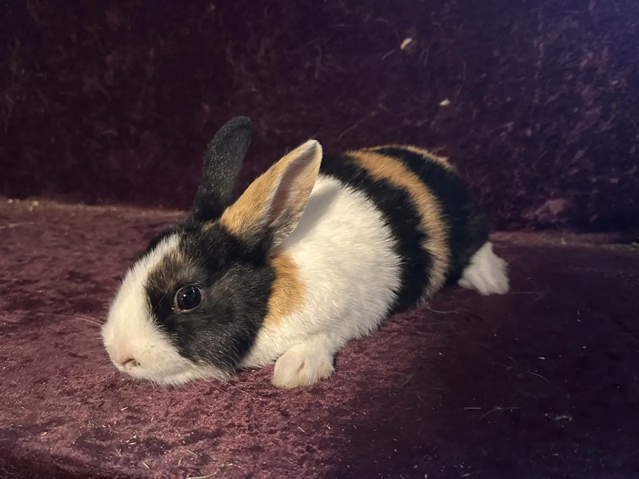 Billede 7 - Hollænder