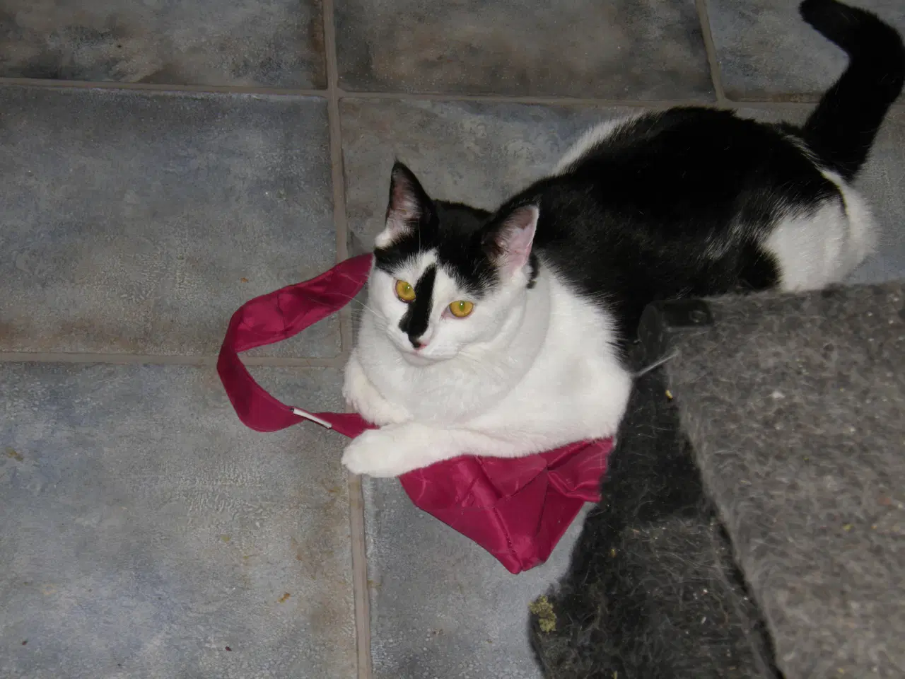 Billede 1 - Flot stor hunkat