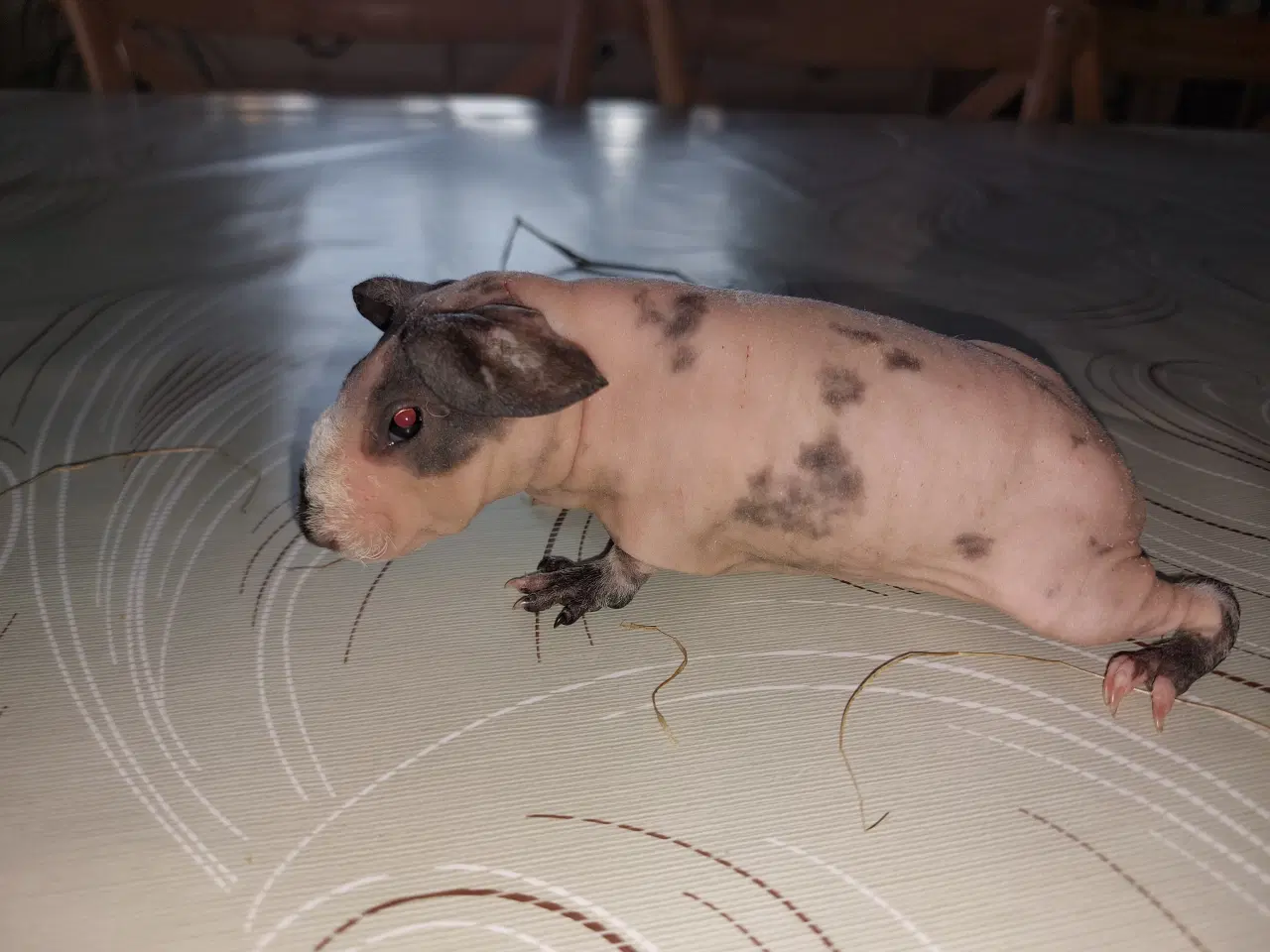 Billede 3 - Skinny pig