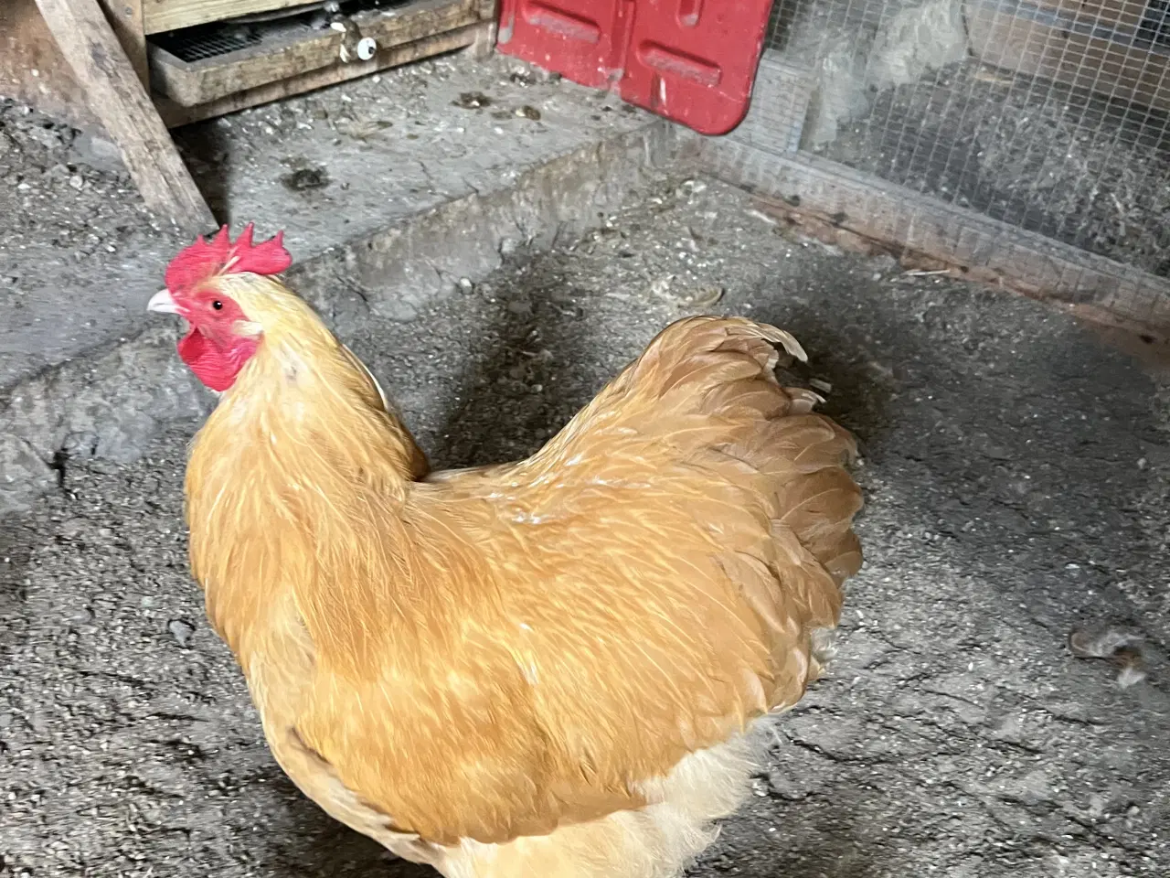 Billede 1 - Gul Orpington hane