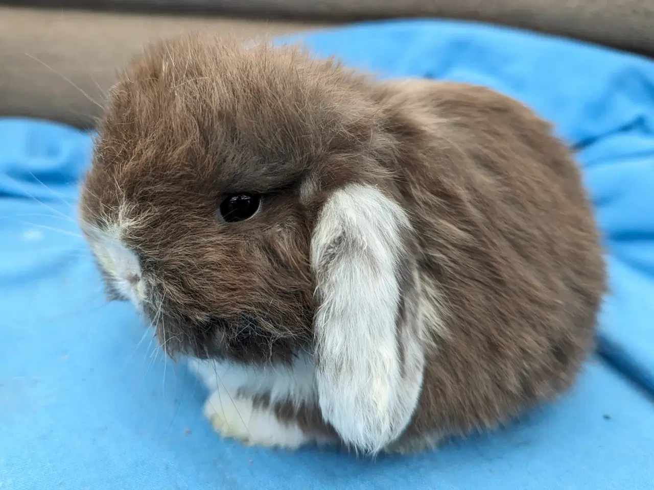 Billede 1 - Minilop kaninunge sælges 