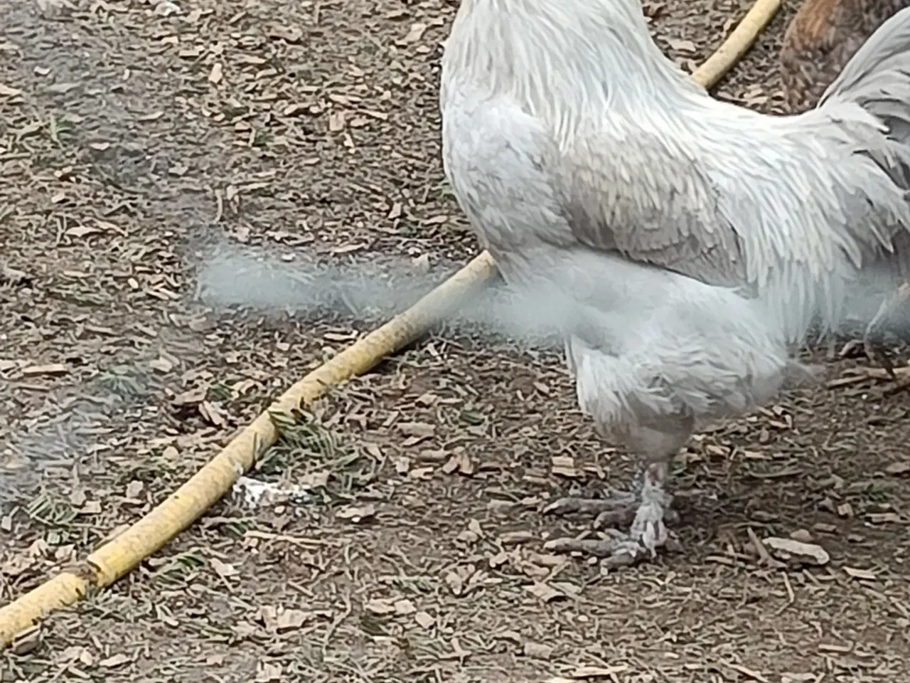 Billede 2 - Perlegrå/Silver Maran hane