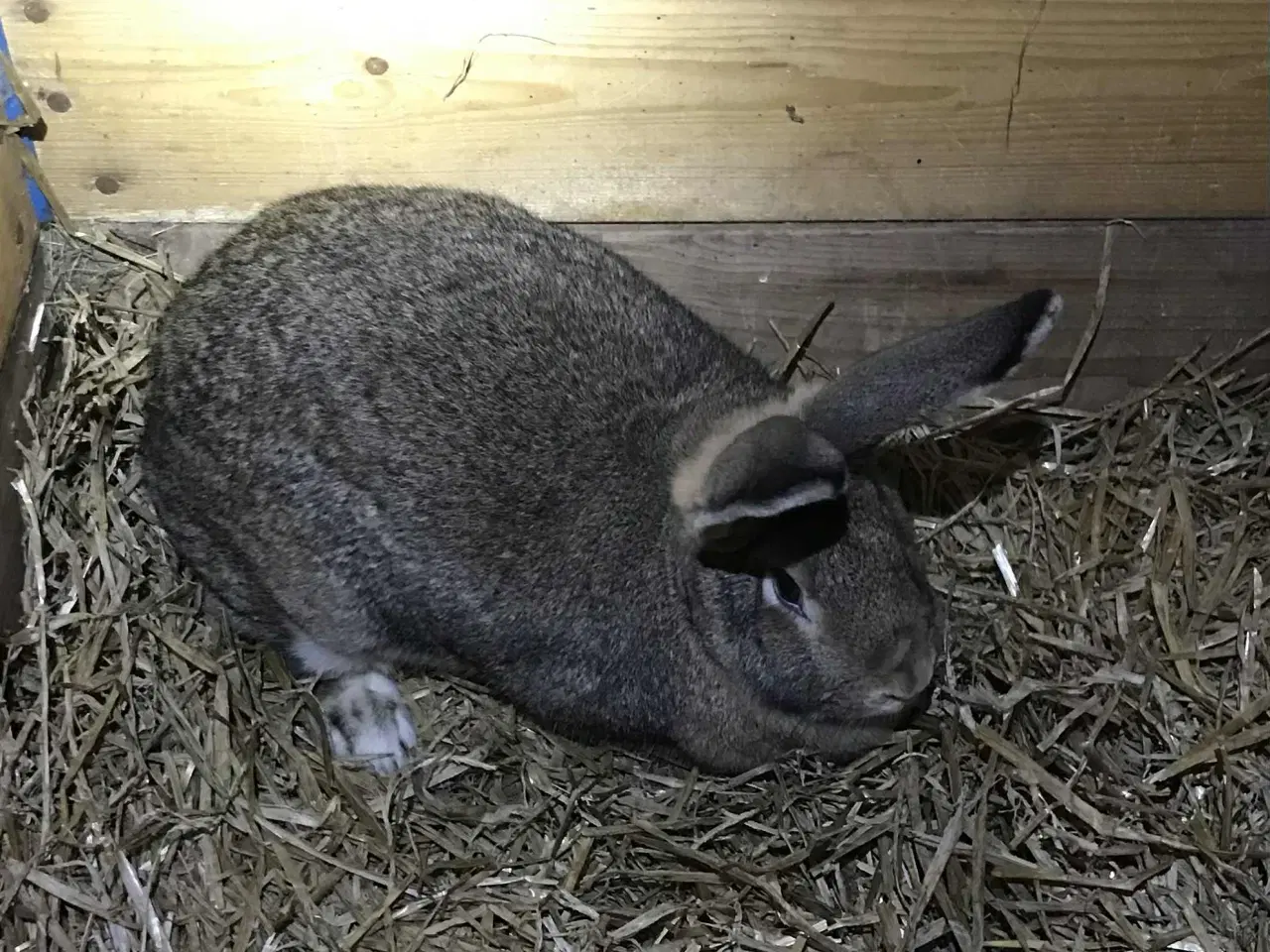 Billede 2 - Belgisk kæmpe og krydsninger sælges pga ophør