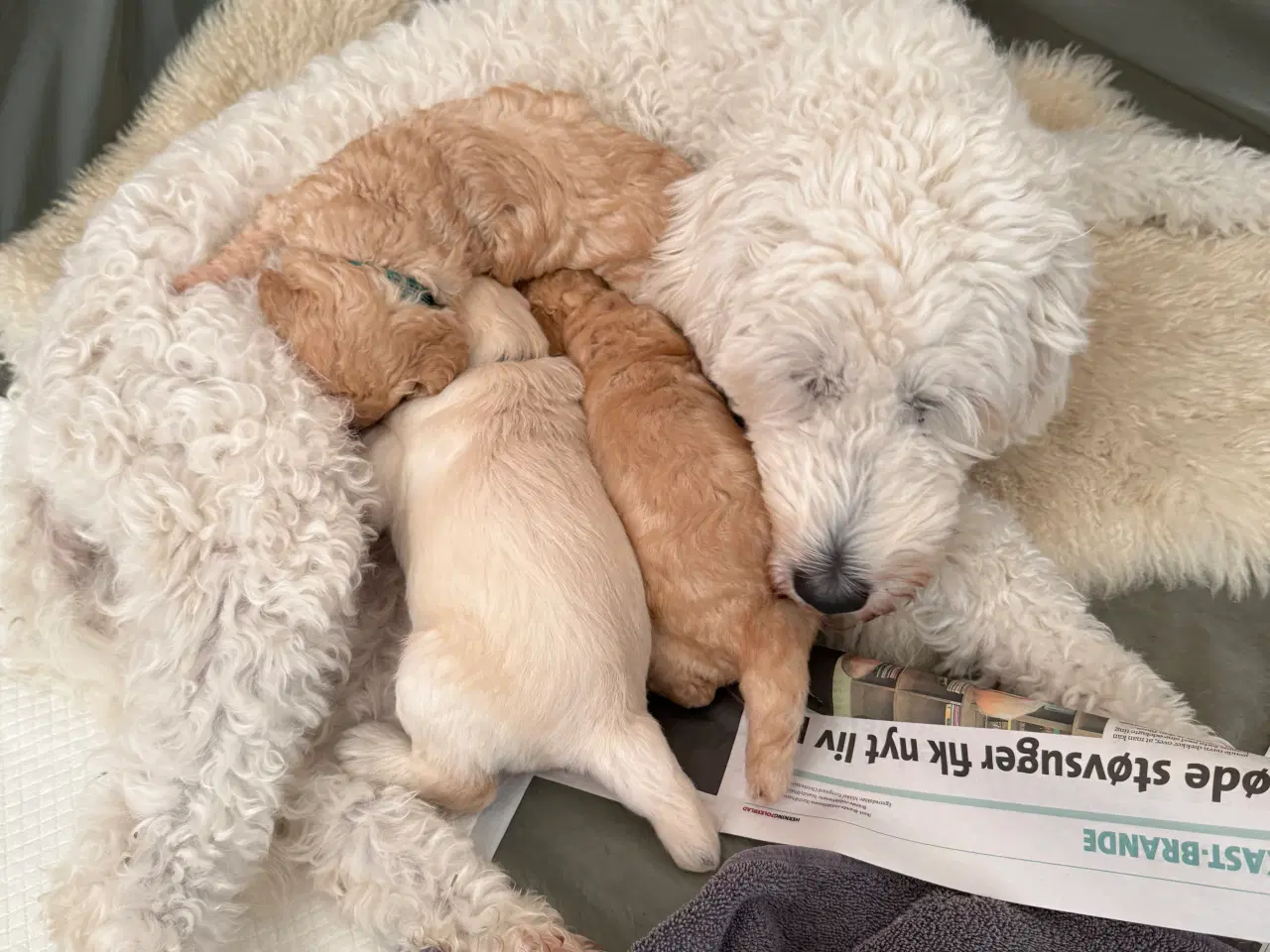 Billede 5 - Goldendoodle hvalpe sælges 