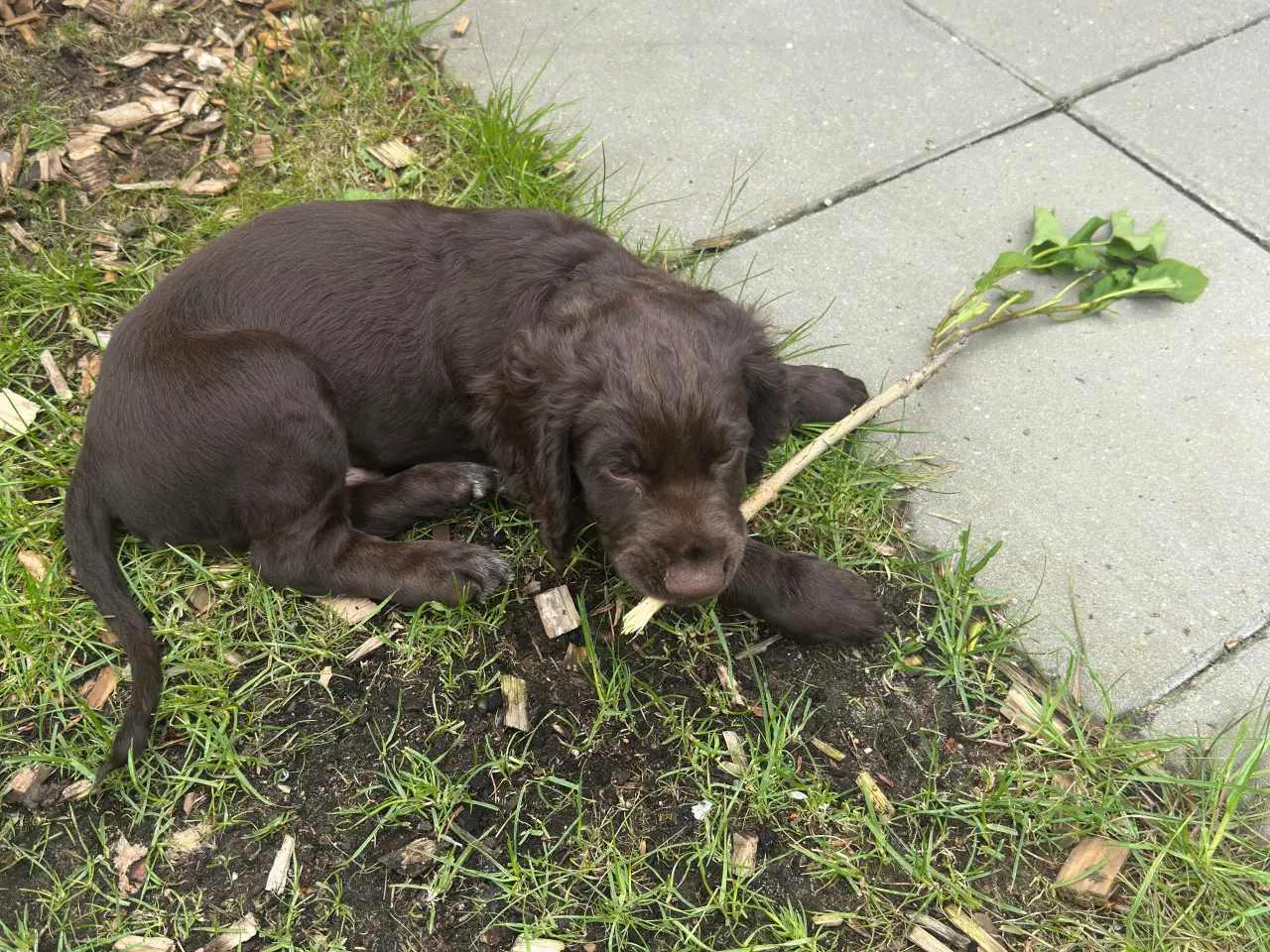 Billede 4 - Cocker spaniel FT