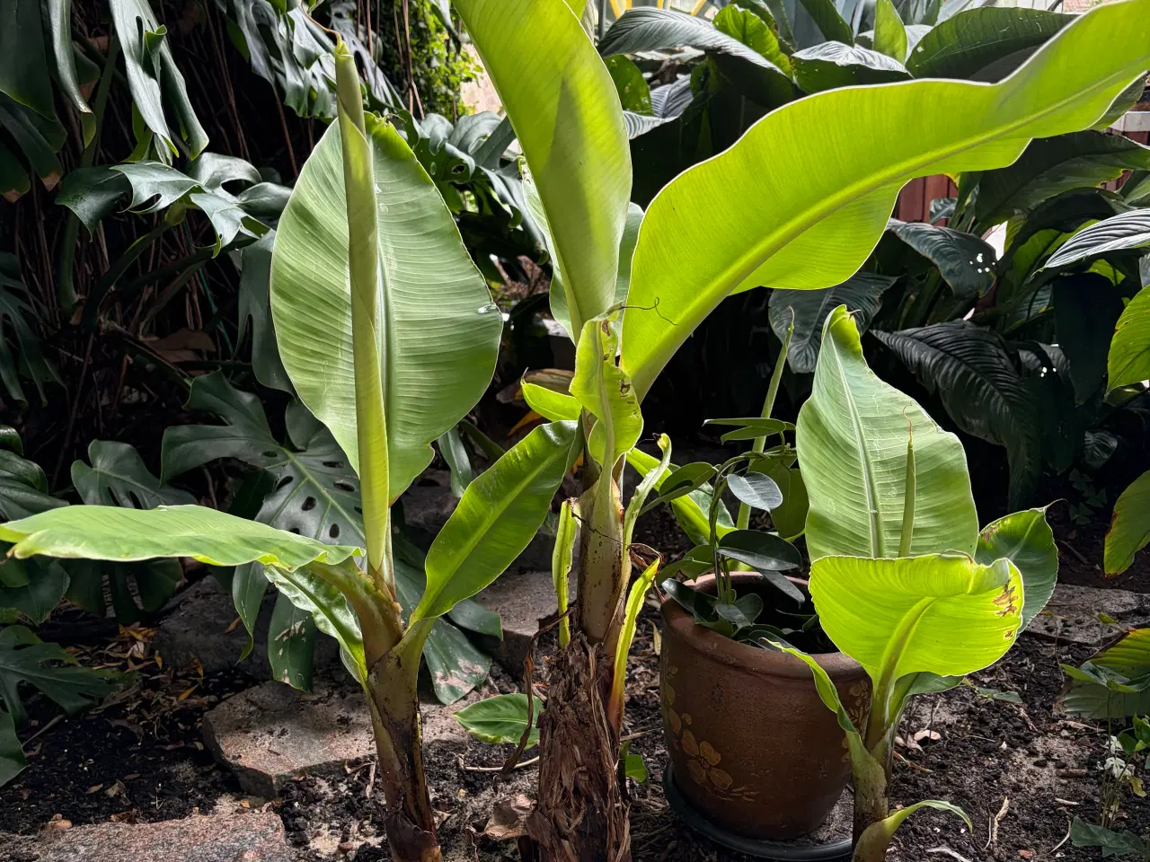 Billede 3 - 4 stk. flotte bananplanter/palmer