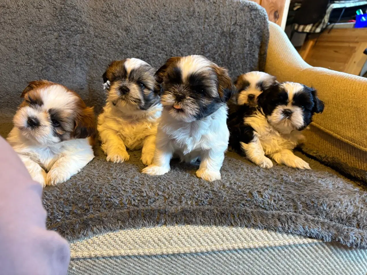 Billede 2 - Til salg Shih Tzu hvalpe født den 10. november.