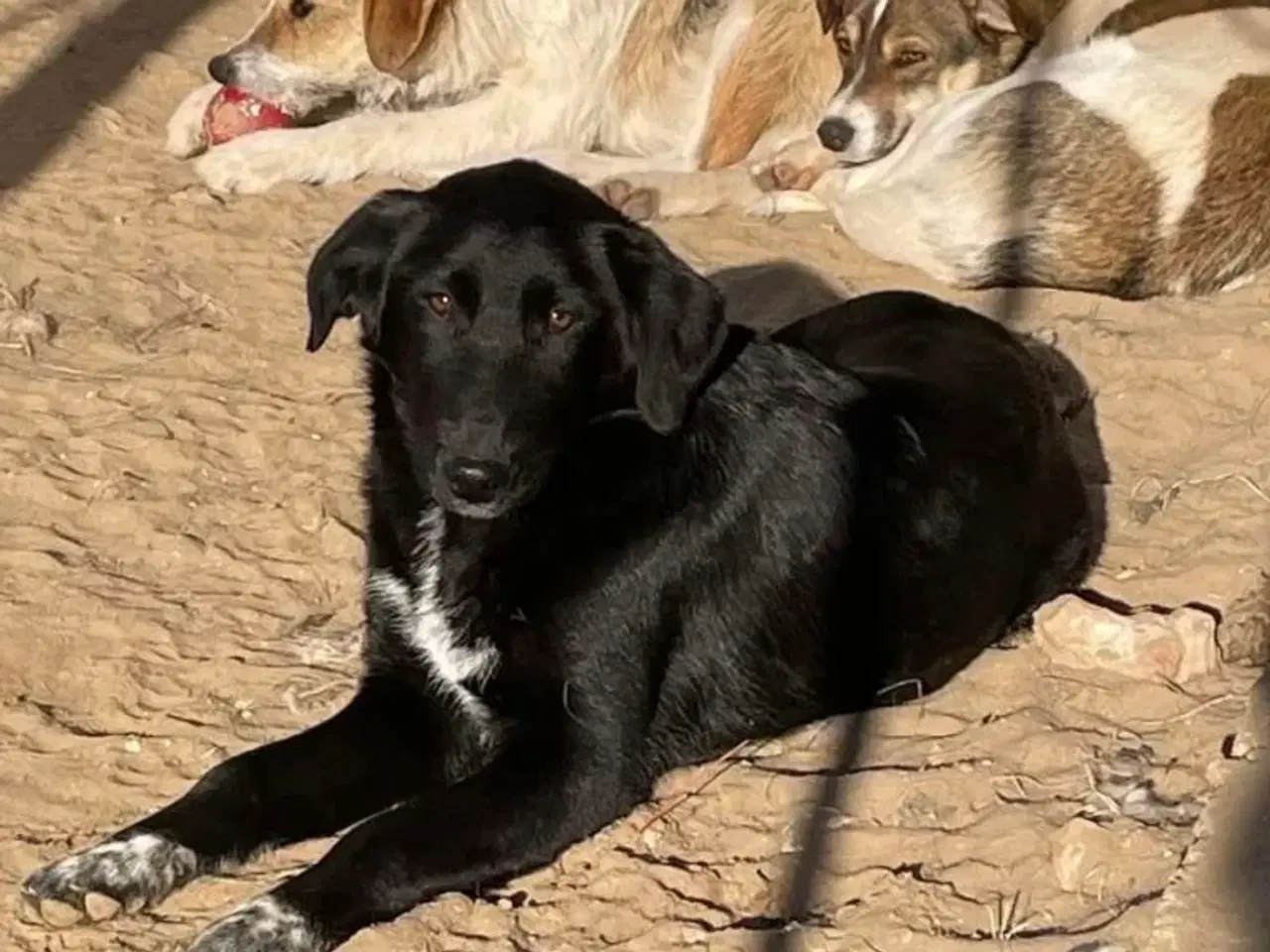 Billede 6 - Sødeste Frederikke søger familie ❤️