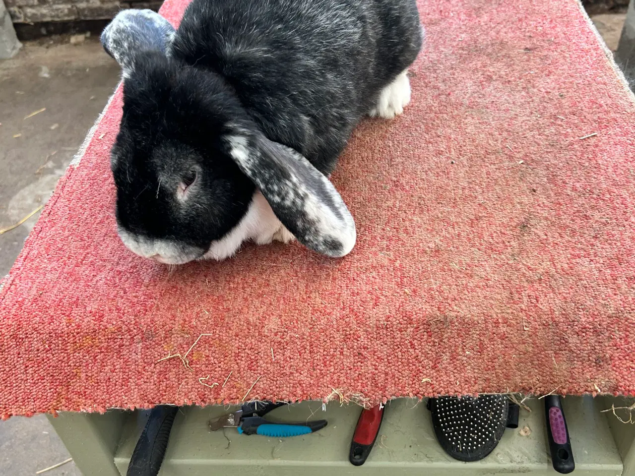 Billede 6 - Tre hun Kanine 